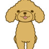 犬の無駄吠えやめさせる方法 試行錯誤した結果これが1番効果があった