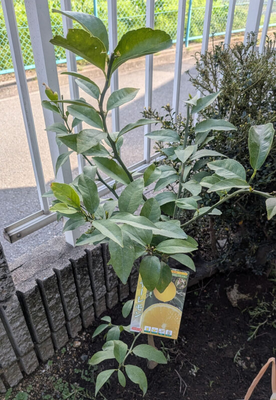 我が家のマイヤーレモンの苗木