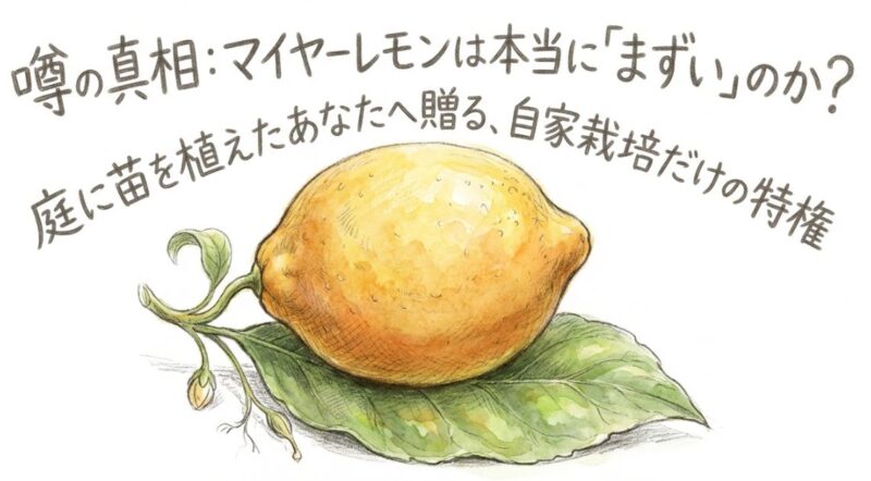 マイヤーレモンは普通のレモンと何が違う?「まずい」の誤解と自家栽培の特権