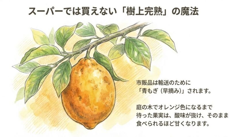 スーパーでは買えない「樹上完熟」はそのまま食べることも