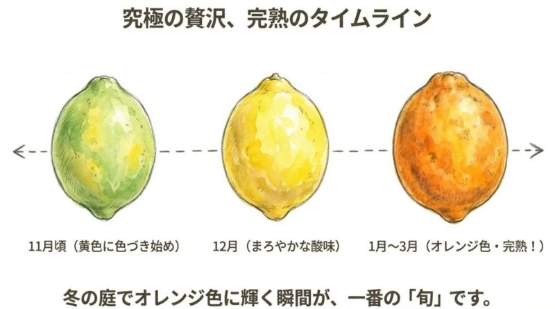 マイヤーレモンの「旬」の時期に味わう究極の贅沢